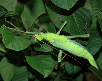 Phasme - Heteropteryx Dilatata