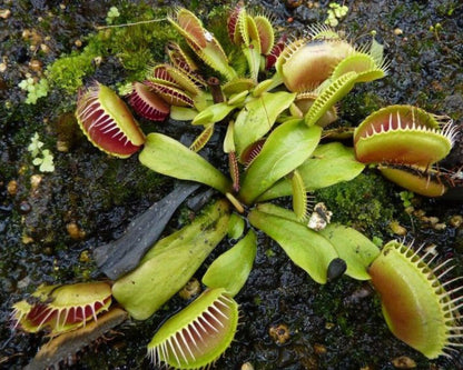 Plante Carnivore - Kit Bouture
