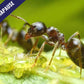 Hormigas - Lasius niger