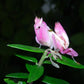 Mantis orquídea - Hymenopus coronatus
