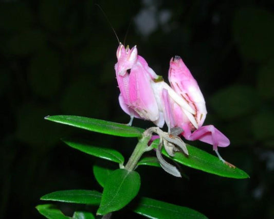 Mante orchidée - Hymenopus coronatus