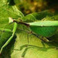 Mantis - Pseudoxyops perpulchra