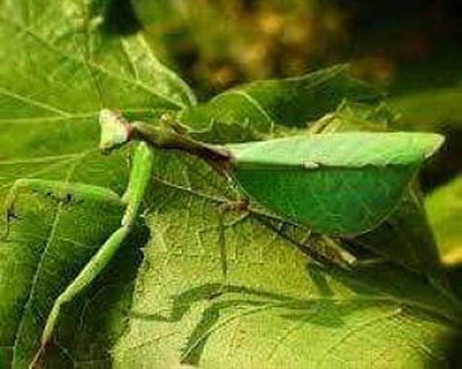Mantis - Pseudoxyops perpulchra