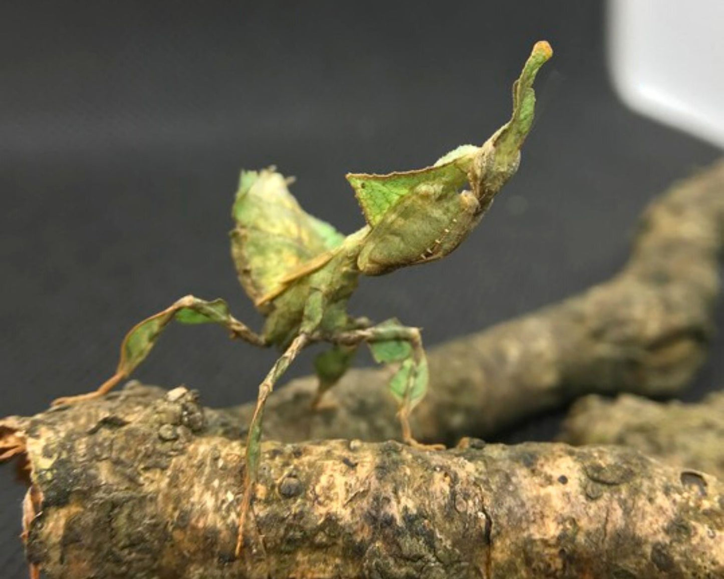 Mantis Hoja - Phyllocrania paradoxa