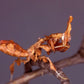 Blattmantis - Phyllocrania paradoxa