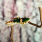 Mantis - Creobroter sp (China)