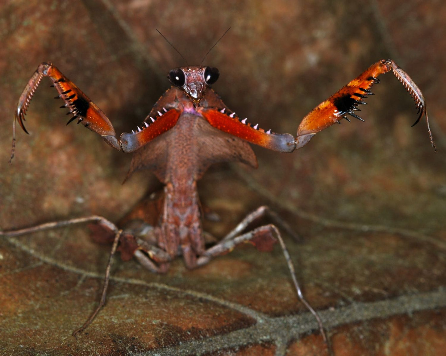 Mantis hoja - Deroplatys desiccata