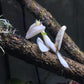 Mantis orquídea - Hymenopus coronatus