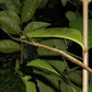 Phasmide - Marmessoidea sp "cat tien"