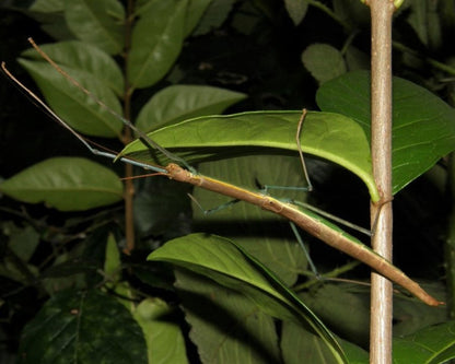 Phasme - Marmessoidea sp "cat tien" -  Le Phasme idéal pour débuter