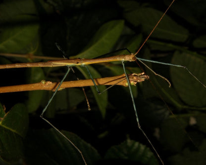 Phasme - Marmessoidea sp "cat tien" -  Le Phasme idéal pour débuter