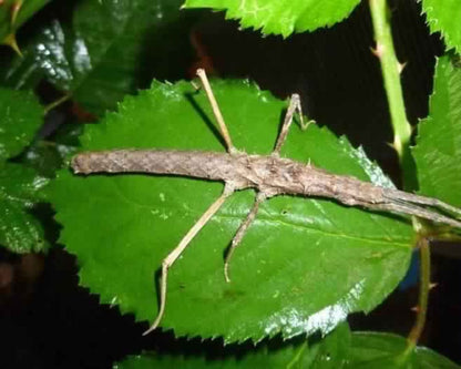 Insecto palo - Neohirasea sp "Cat Ba"