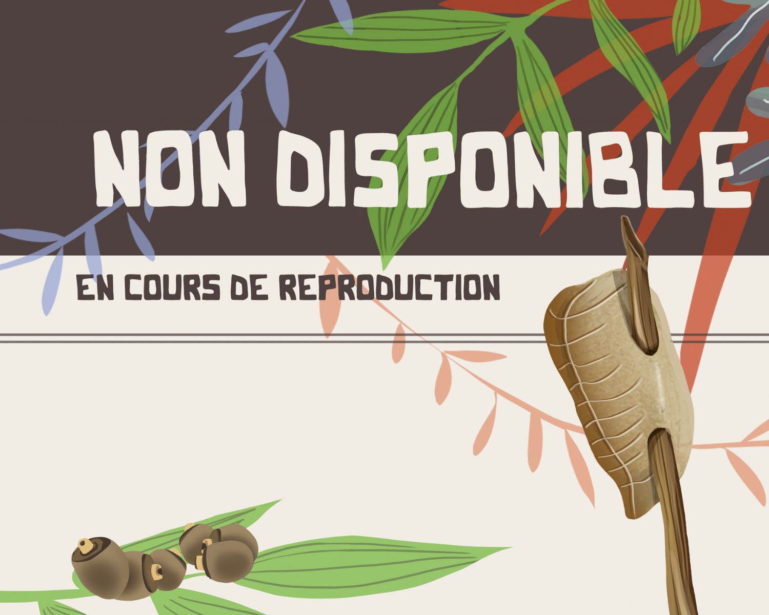 Acheter des Phasmes Mearnsiana bullosa en ligne – L'insecterie