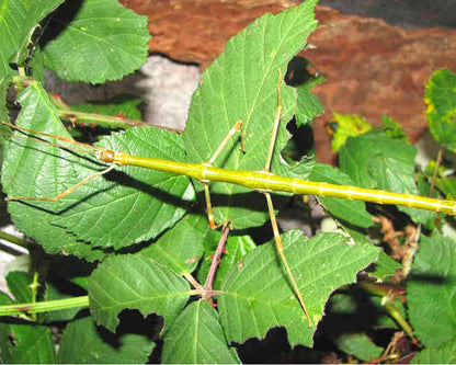 Stabschrecke - Lonchodiodes samarensis