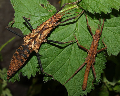 Fásmido - Tisamenus serratorius