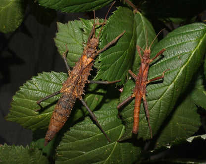 Fásmido - Tisamenus serratorius