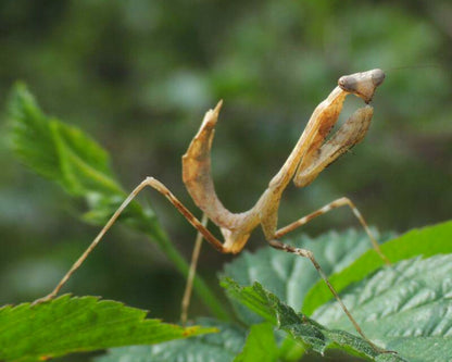 Mantis - Pseudempusa pinnapavonis