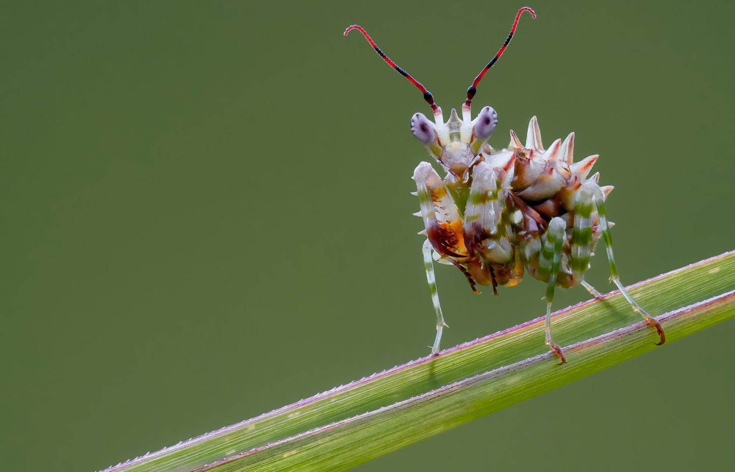 Mantis flor - Chlidonoptera lestoni