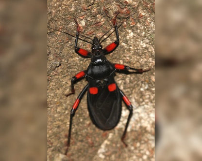 Raubwanze - Platymeris Guttatipennis