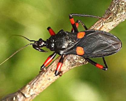 Reduvidos - Platymeris rhadamanthus (ex "Mombo")
