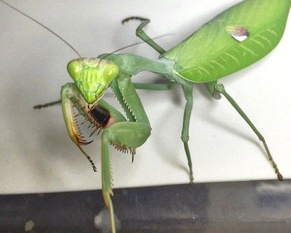Mantis - Stagmatoptera biocellata