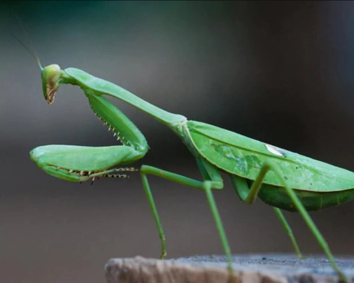 Mantis - Stagmatoptera femoralis