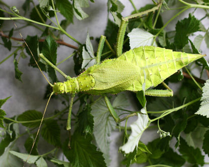 Phasme - Heteropteryx Dilatata