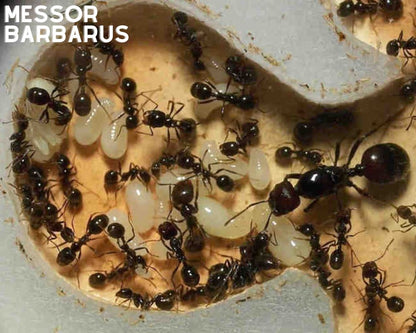 Vente fourmis messor barbarus