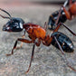Hormigas - Camponotus ligniperda