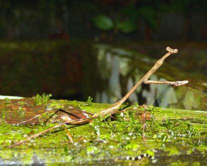 Mante - Euchomenella heteroptera