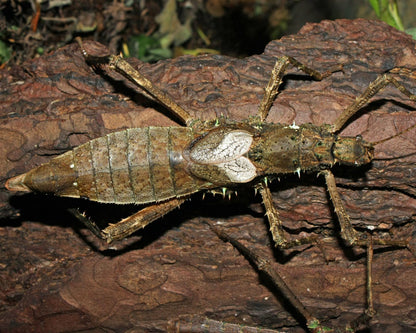 Fásmido - Haaniella echinata