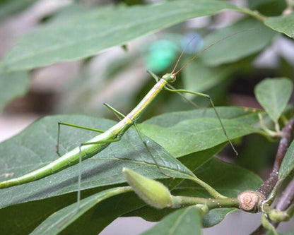 Fásmido - Lamachodes sp "Nui Chua