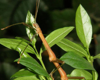 Stabschrecke - Periphetes forcipatus
