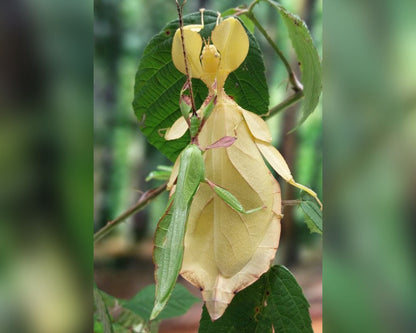 Fásmido hoja - Phyllium letiranti