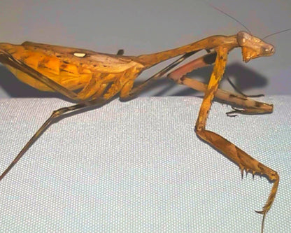 Mantis - Pseudempusa pinnapavonis