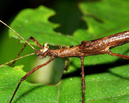 Fásmido - Creoxylus spinosus
