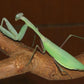 Mantis - Hierodula membranacea