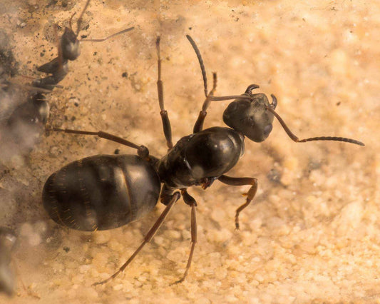Ameisen - Formica fusca