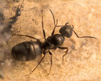 Fourmis Formica fusca en vente 