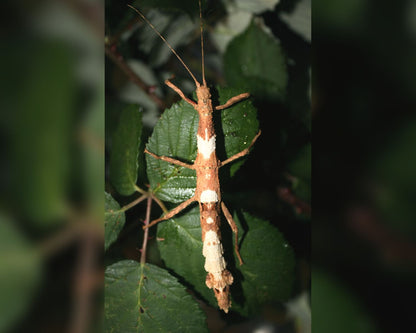 Stabheuschrecke - Lamponius guerini