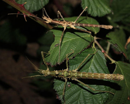 Phasme - Neohirasea fruhstorferi