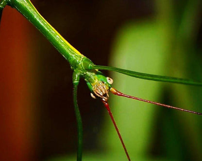 Fásmido - Lamachodes sp "Nui Chua