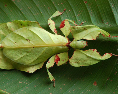 Phasme Feuille Géant - Phyllium giganteum