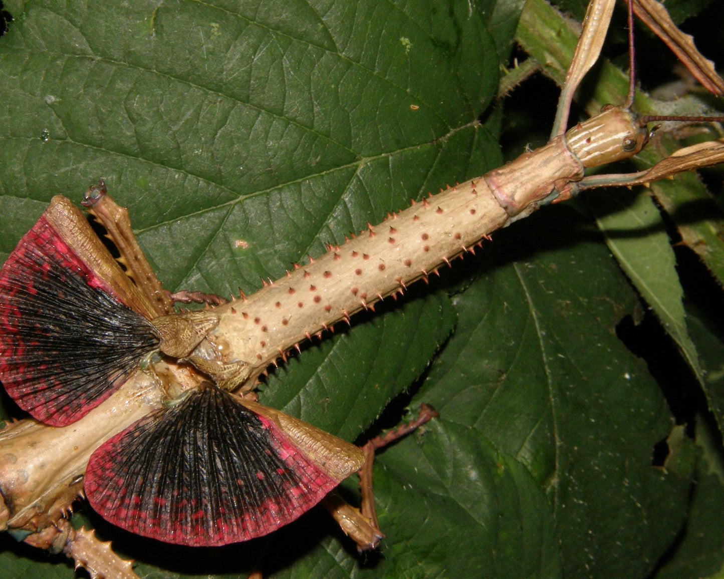 Phasmide - Achrioptera manga (Achrioptera fallax) 