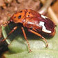 Cetoína - Anisorrhina flavomaculata