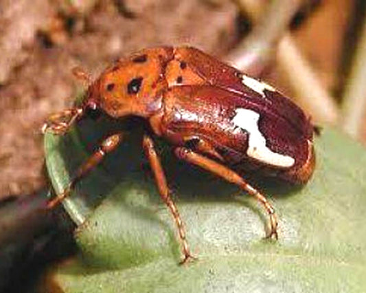 Rosenkäfer - Anisorrhina flavomaculata