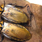 Cucarachas - Eublaberus Distanti 