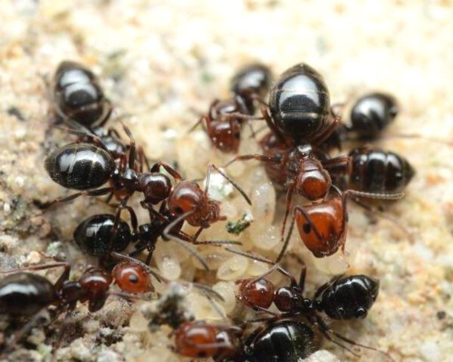 Hormigas - Camponotus lateralis