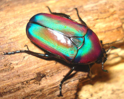 Cetonia - Chlorocala africana oertzeni