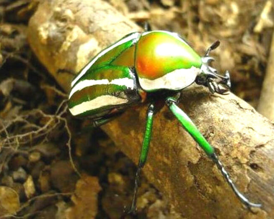 Escarabajo rayado - Dicranorhina derbyana layardi